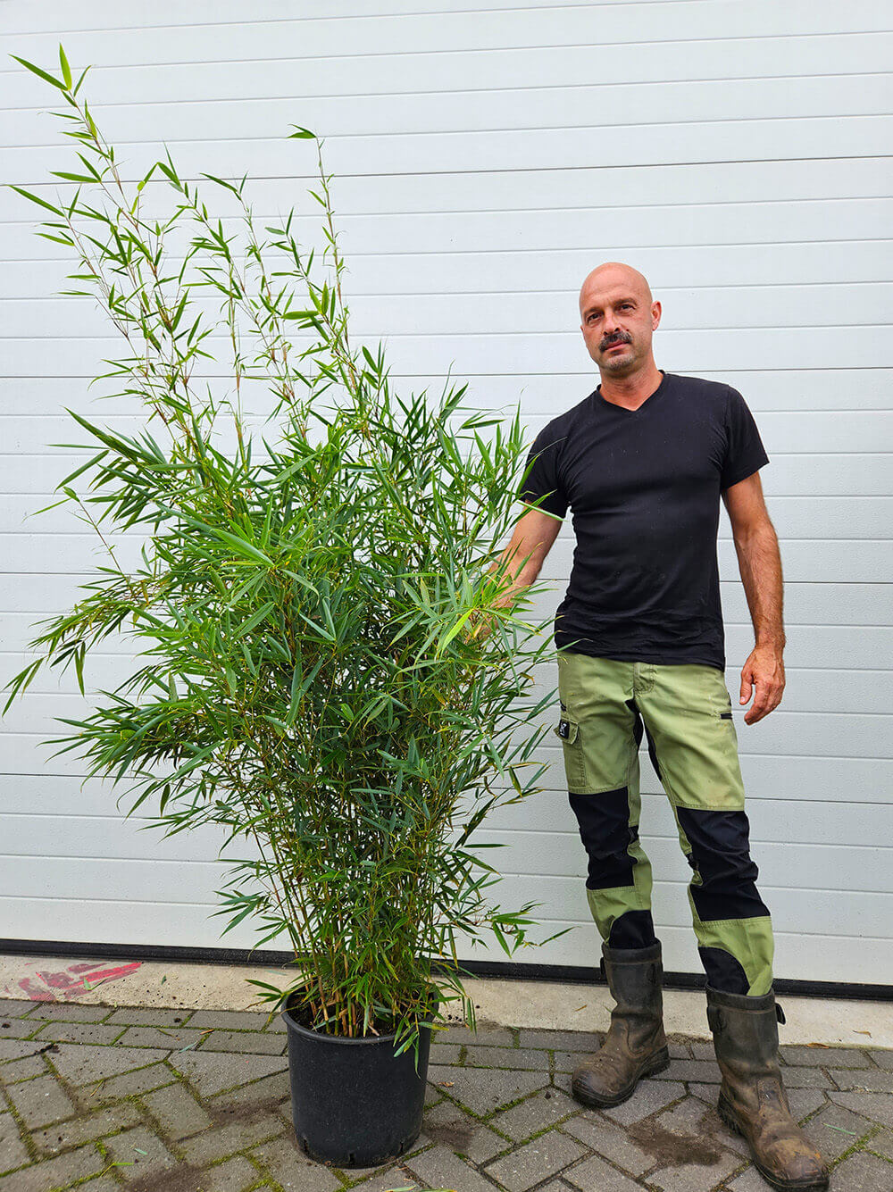 Grote bamboe planten